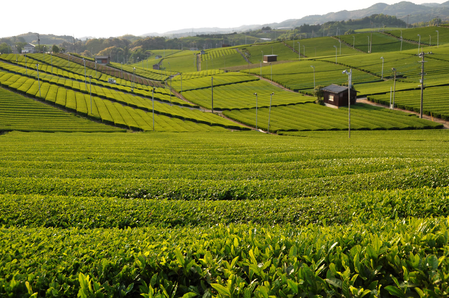 The rolling tea fields of the Yame Central Tea Plantation in Fukuoka, Japan.
